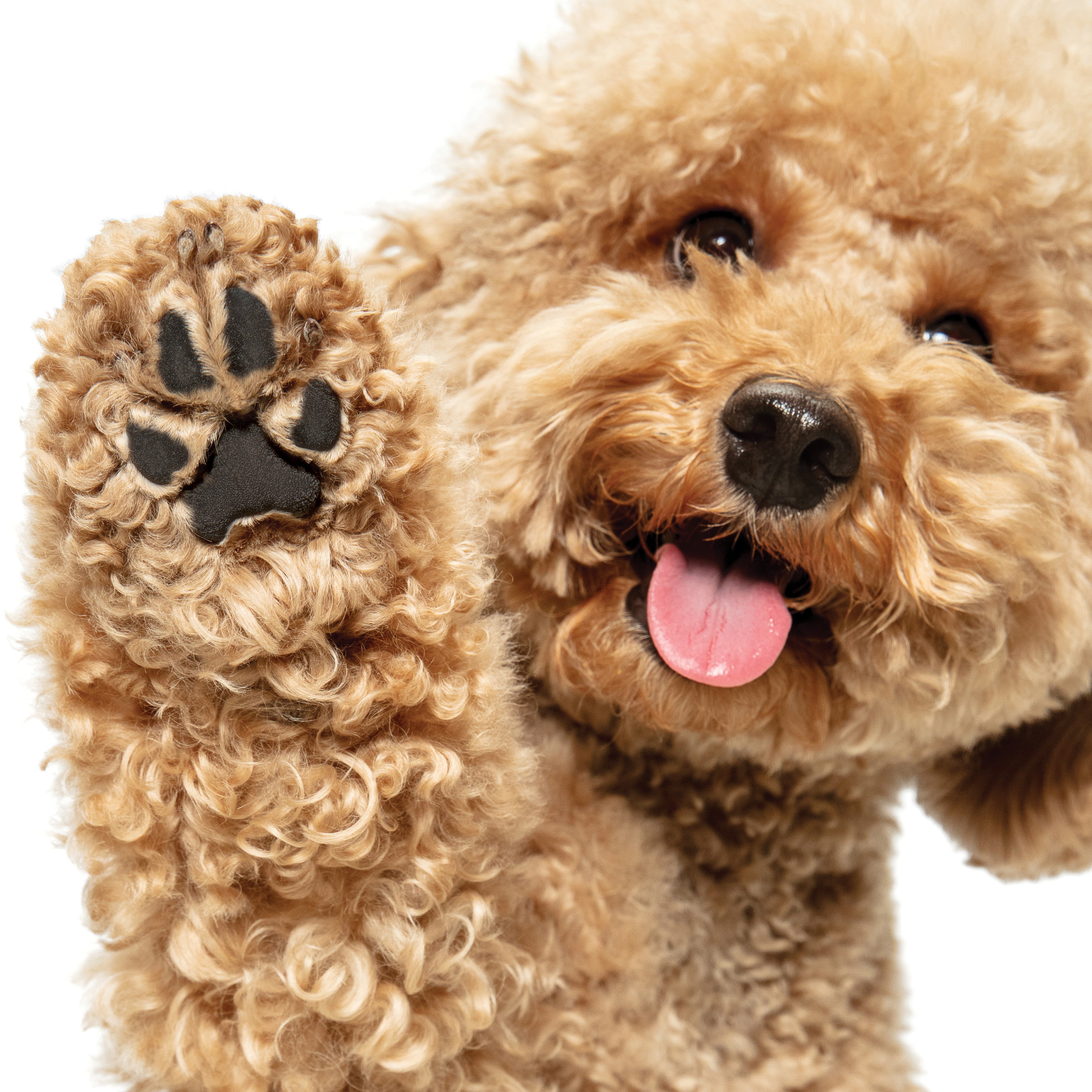 Certified Organic Paw Rescue (Great for Noses too!)